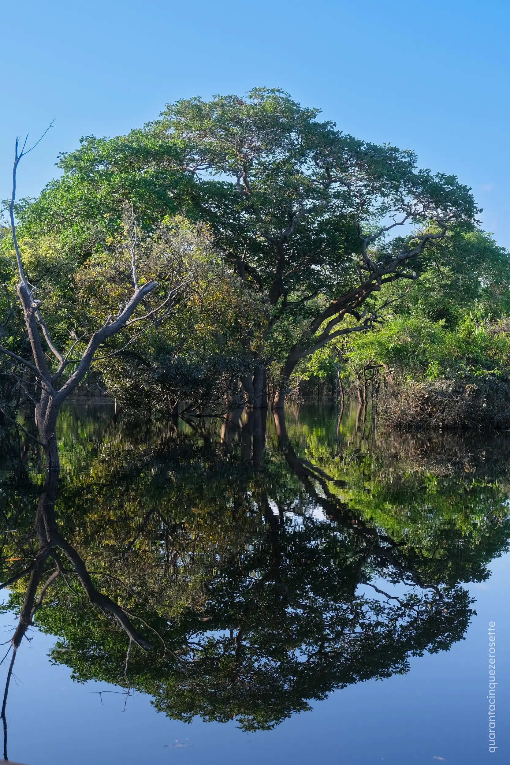 Da qualche parte vicino a Manaus, Amazonas