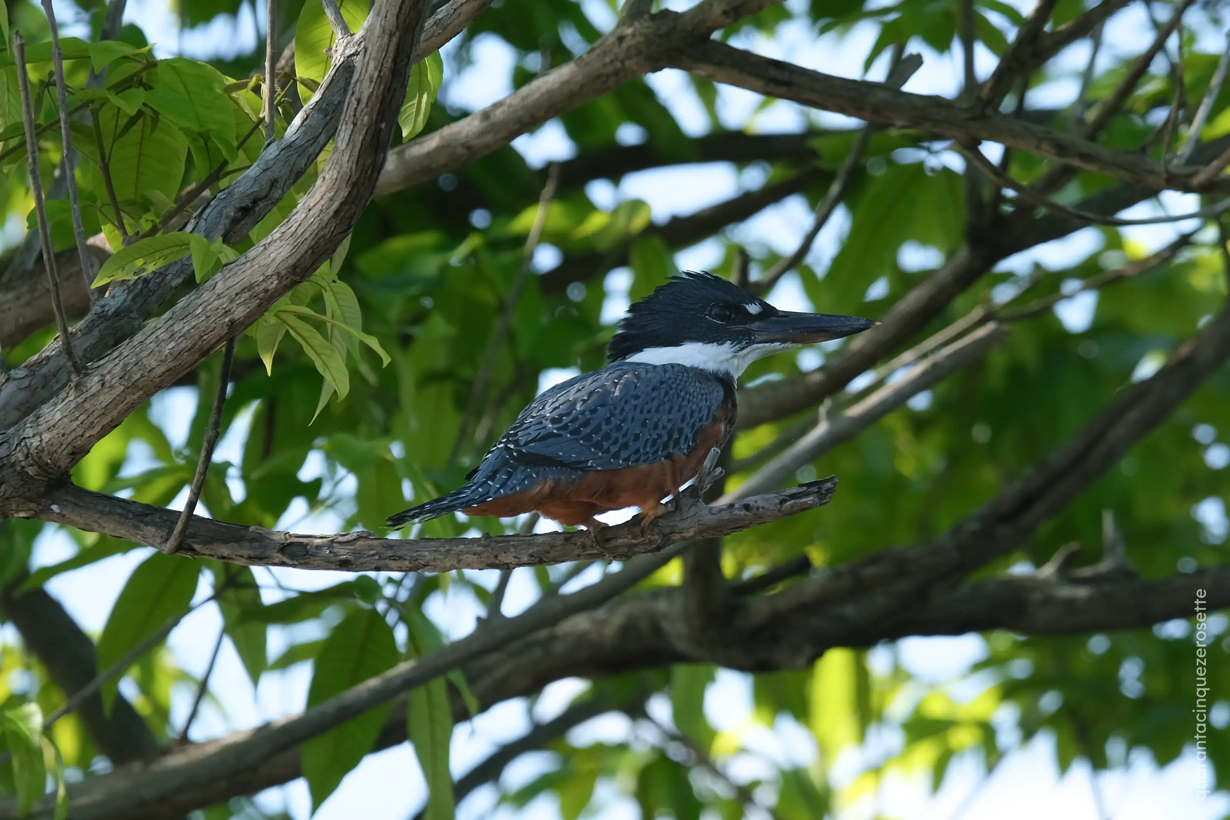 Da qualche parte vicino a Manaus, Amazonas