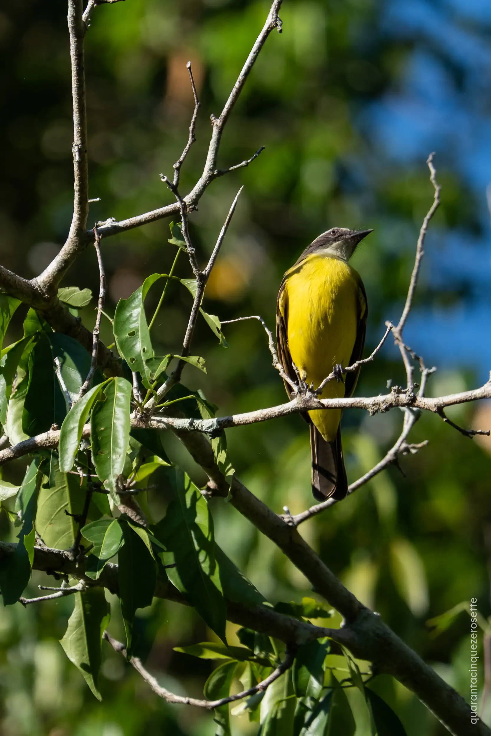 Da qualche parte vicino a Manaus, Amazonas