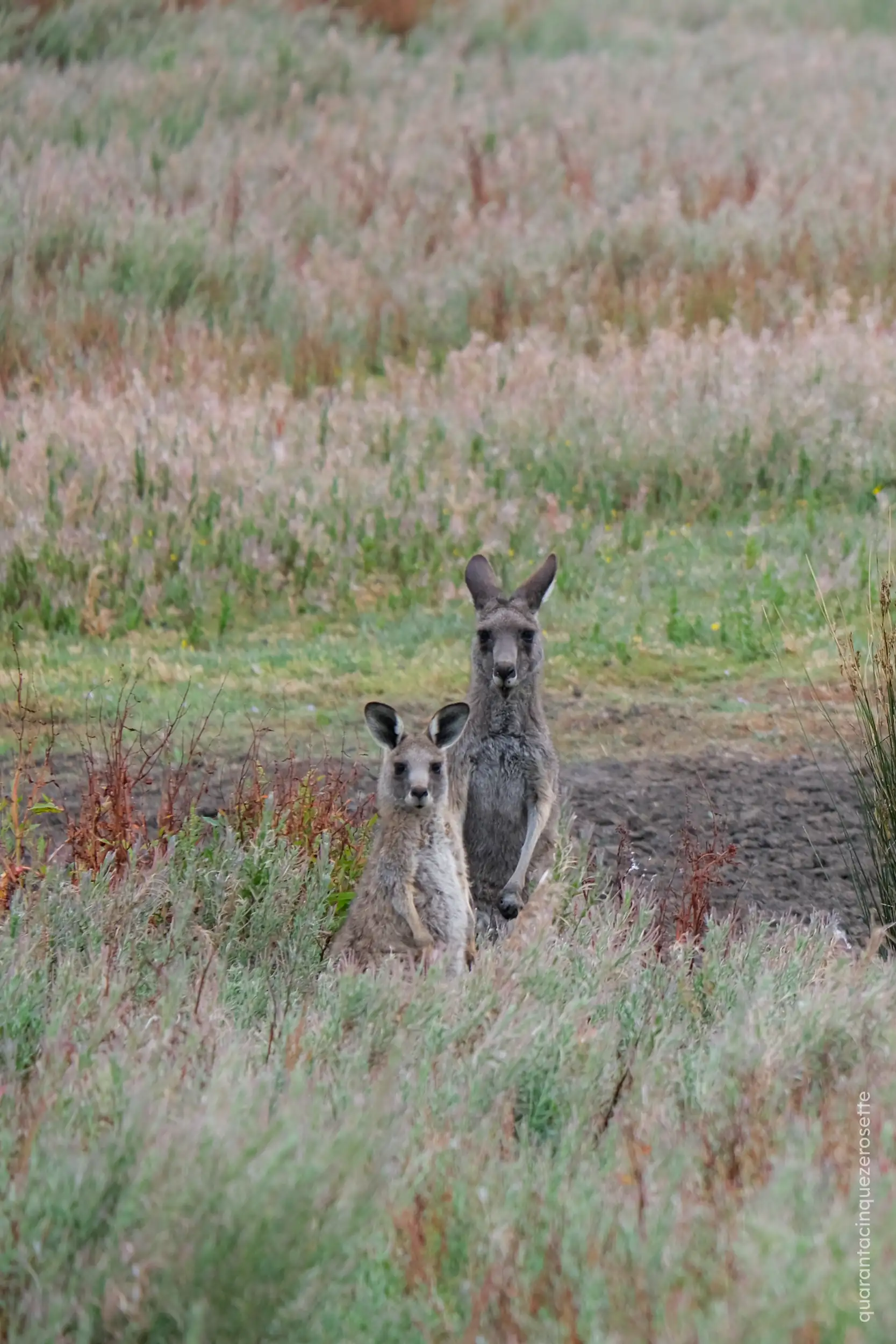 Da qualche parte lungo la Great Ocean Road