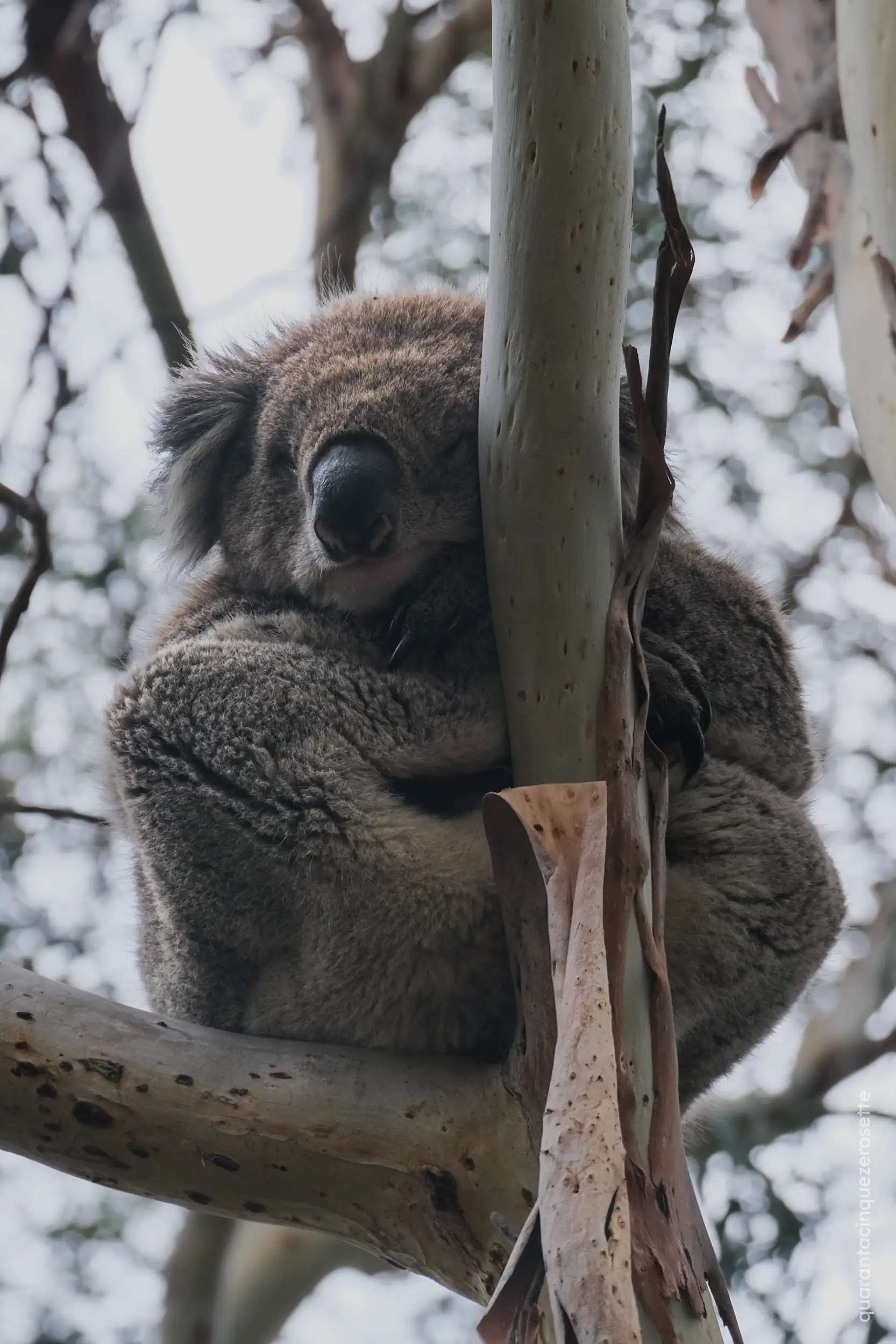 Da qualche parte in New South Wales