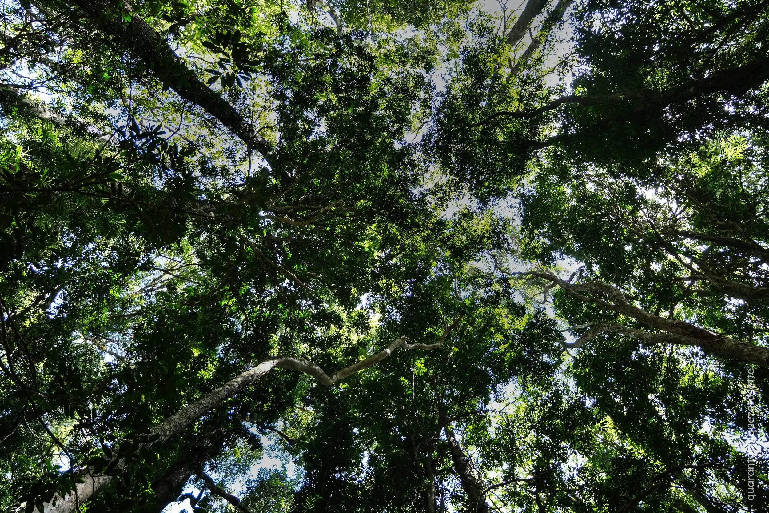 Dorrigo National Park