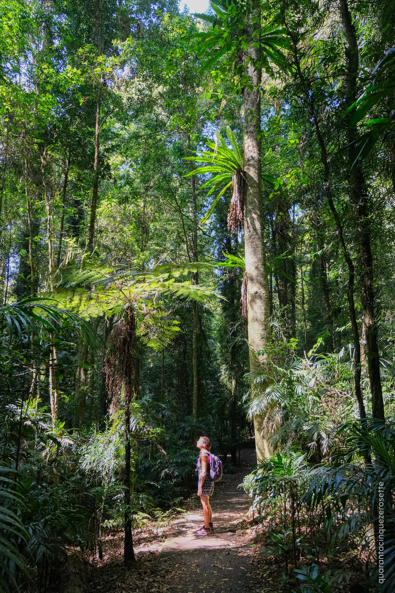 Dorrigo National Park