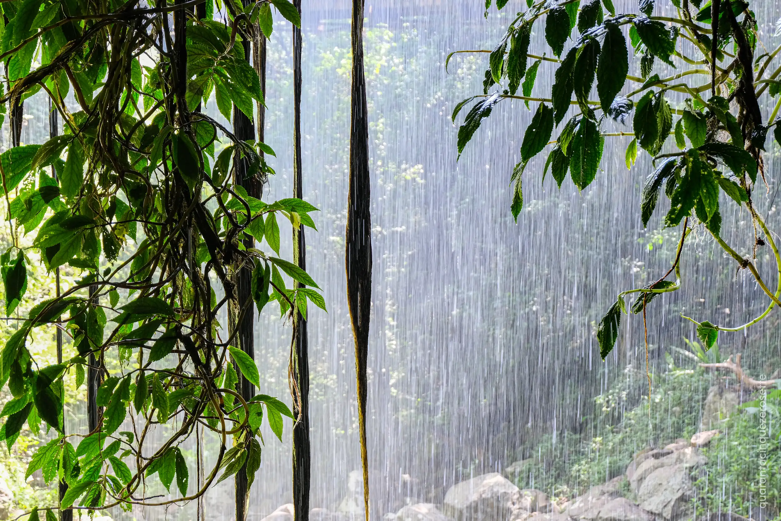 Springbrook National Park