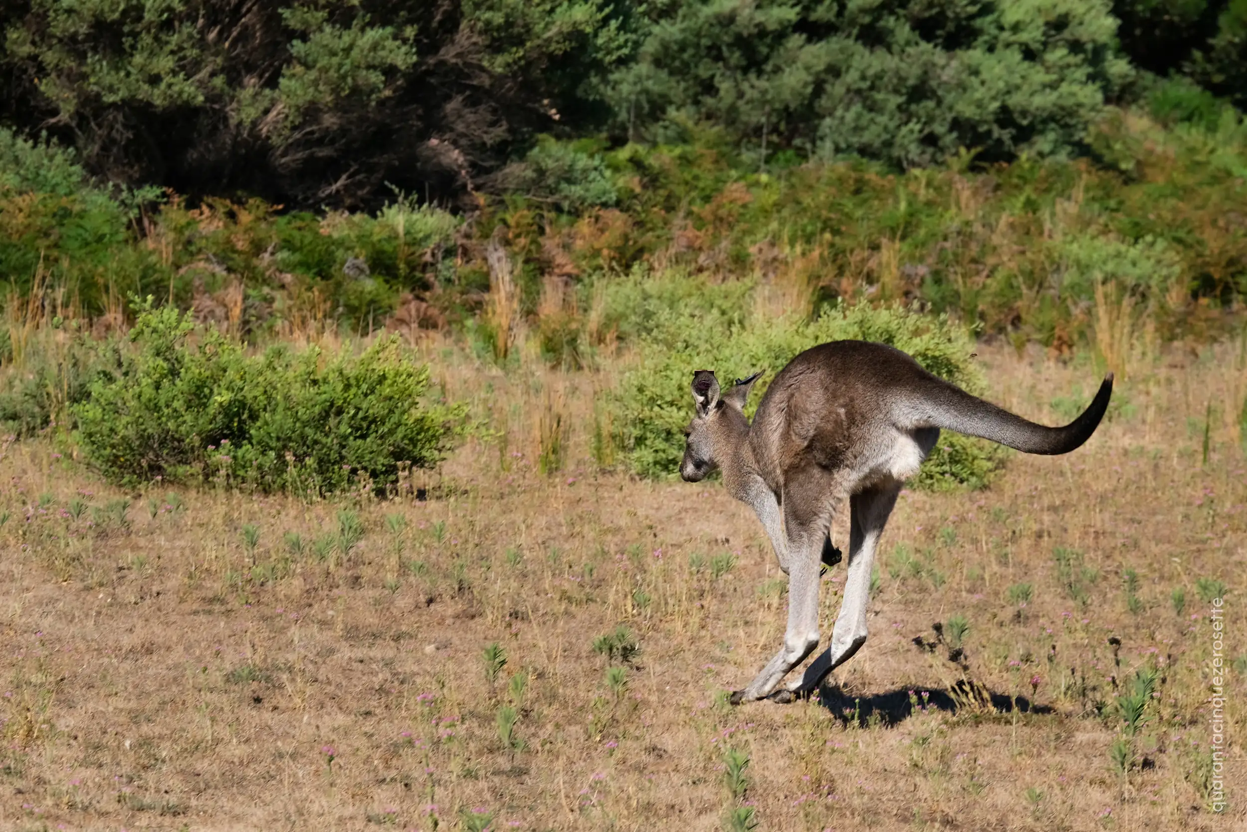 Da qualche parte in Queensland