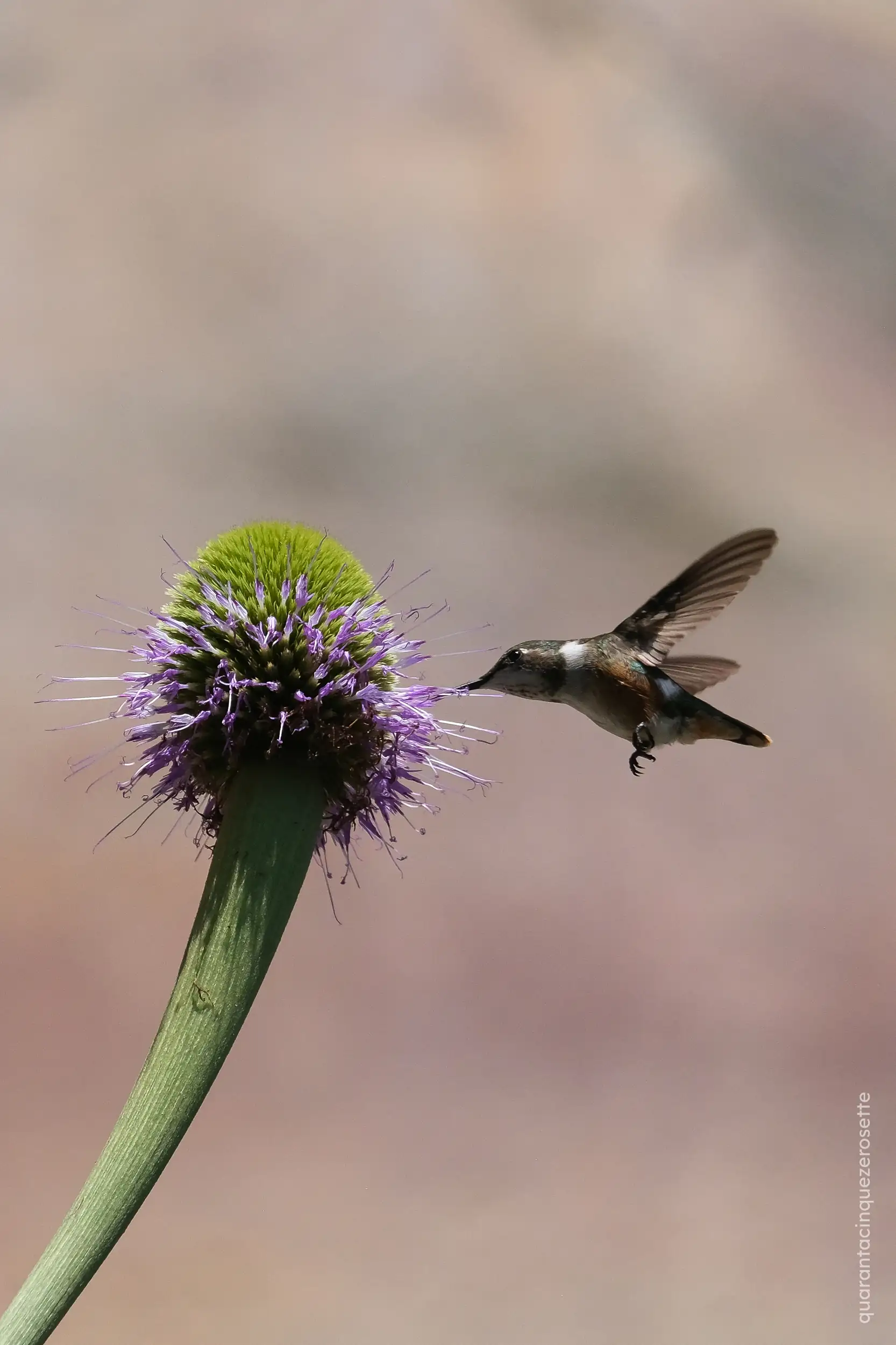 Valle do Pati, Chapada Diamantina