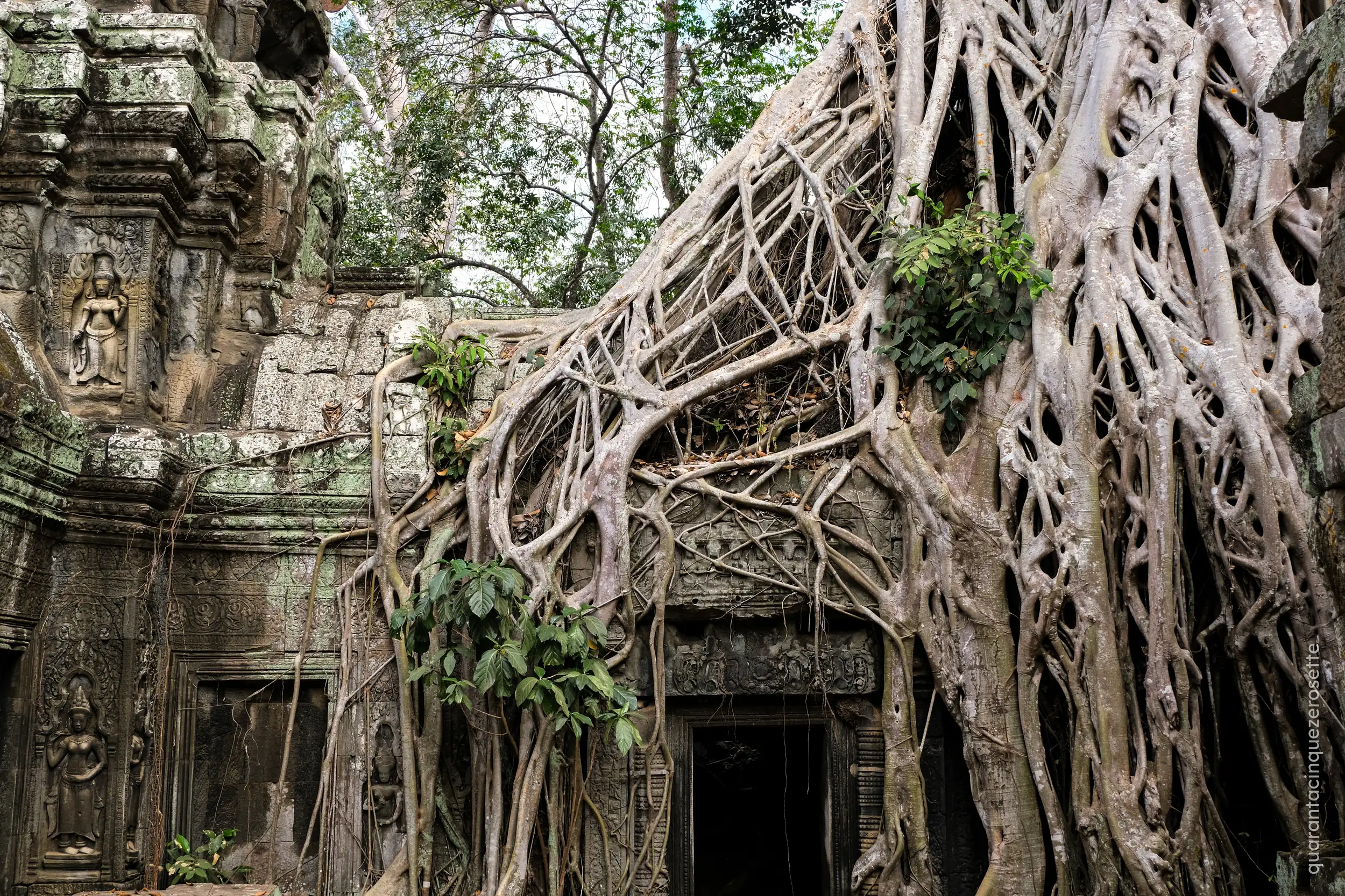 Ta Prohm, Angkor