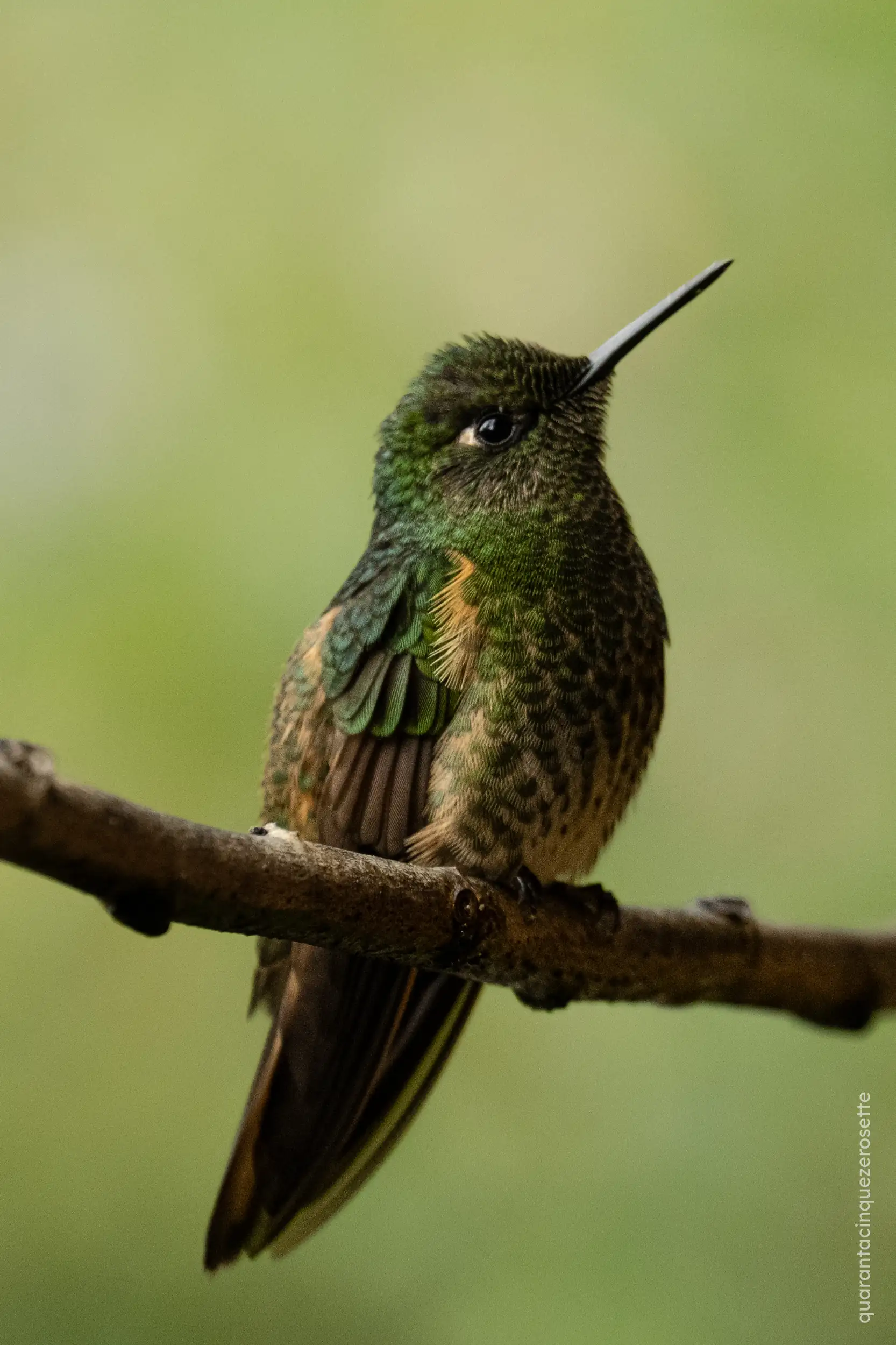 Casa de los Colobries, Valle de Cocora