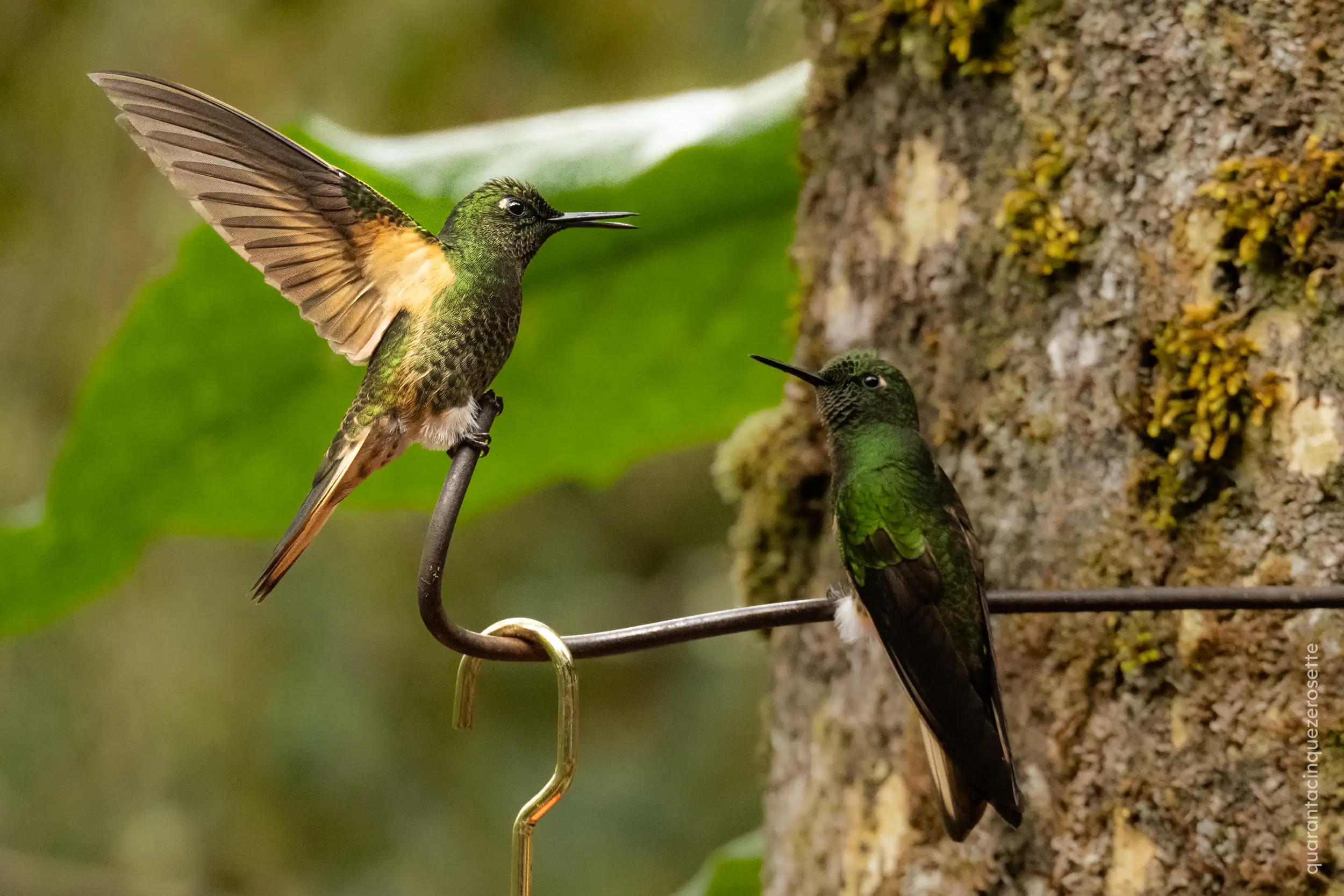 Casa de los Colobries, Valle de Cocora