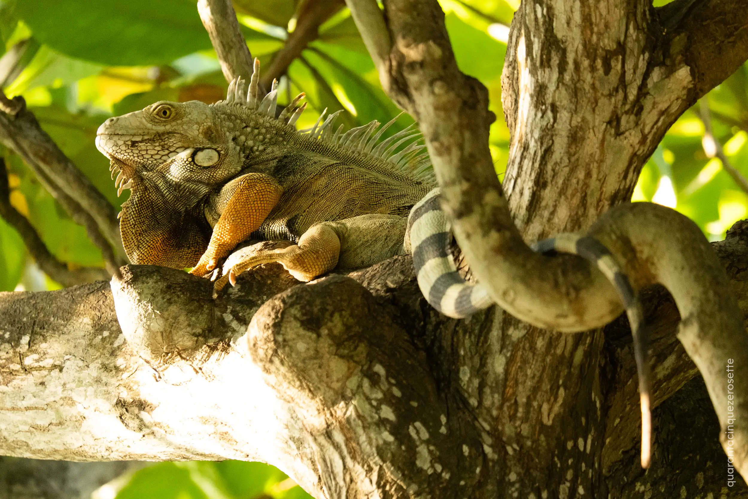 Parque Centenario, Cartagena de Indias