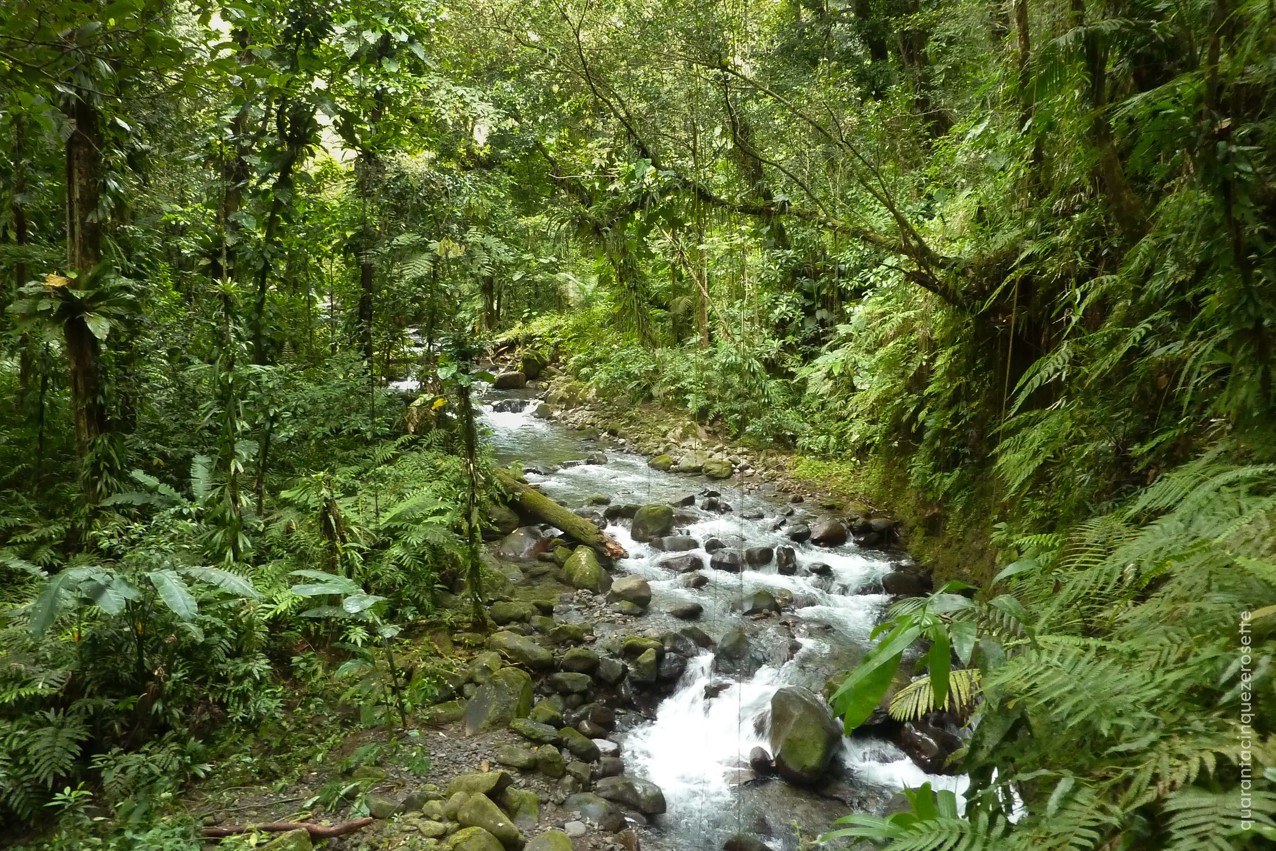 Sentiero per la Chute Moreau, Basse Terre