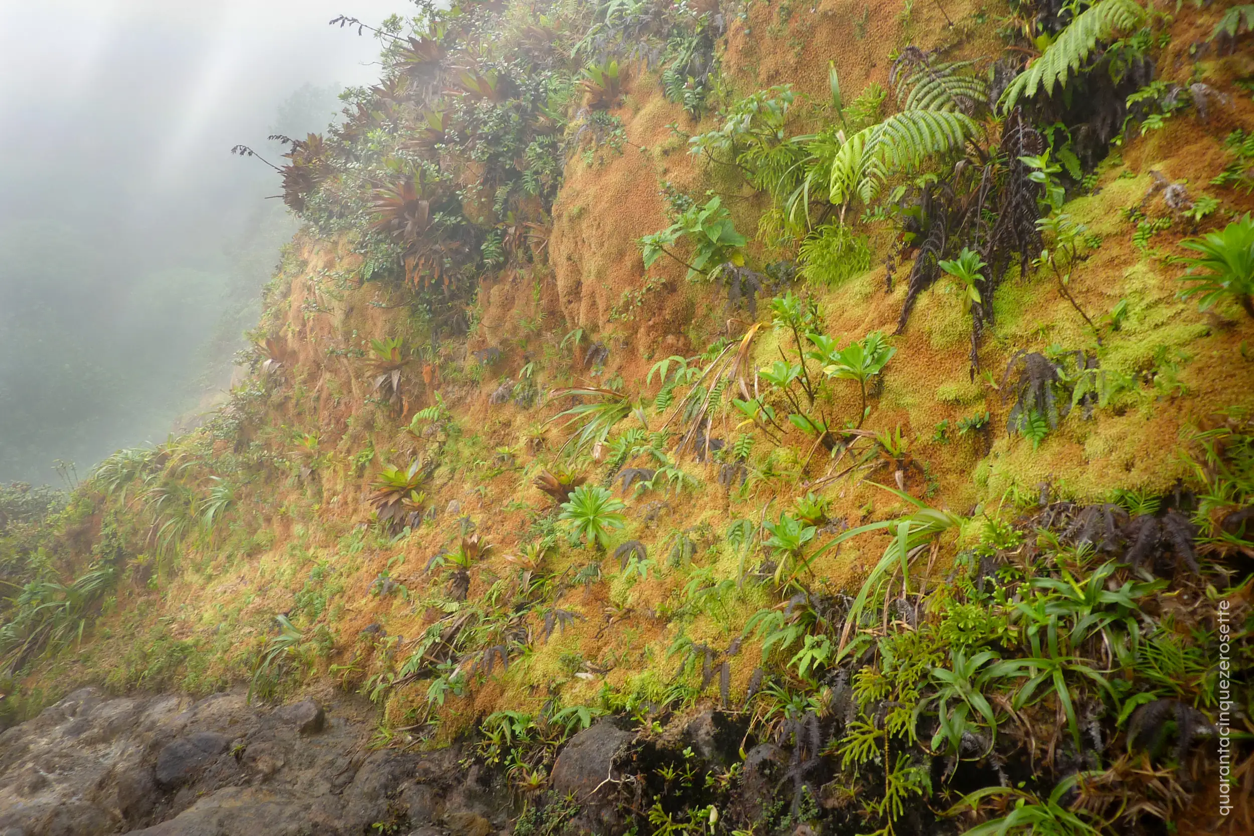 Parc Natural de la Soufriere, Basse Terre