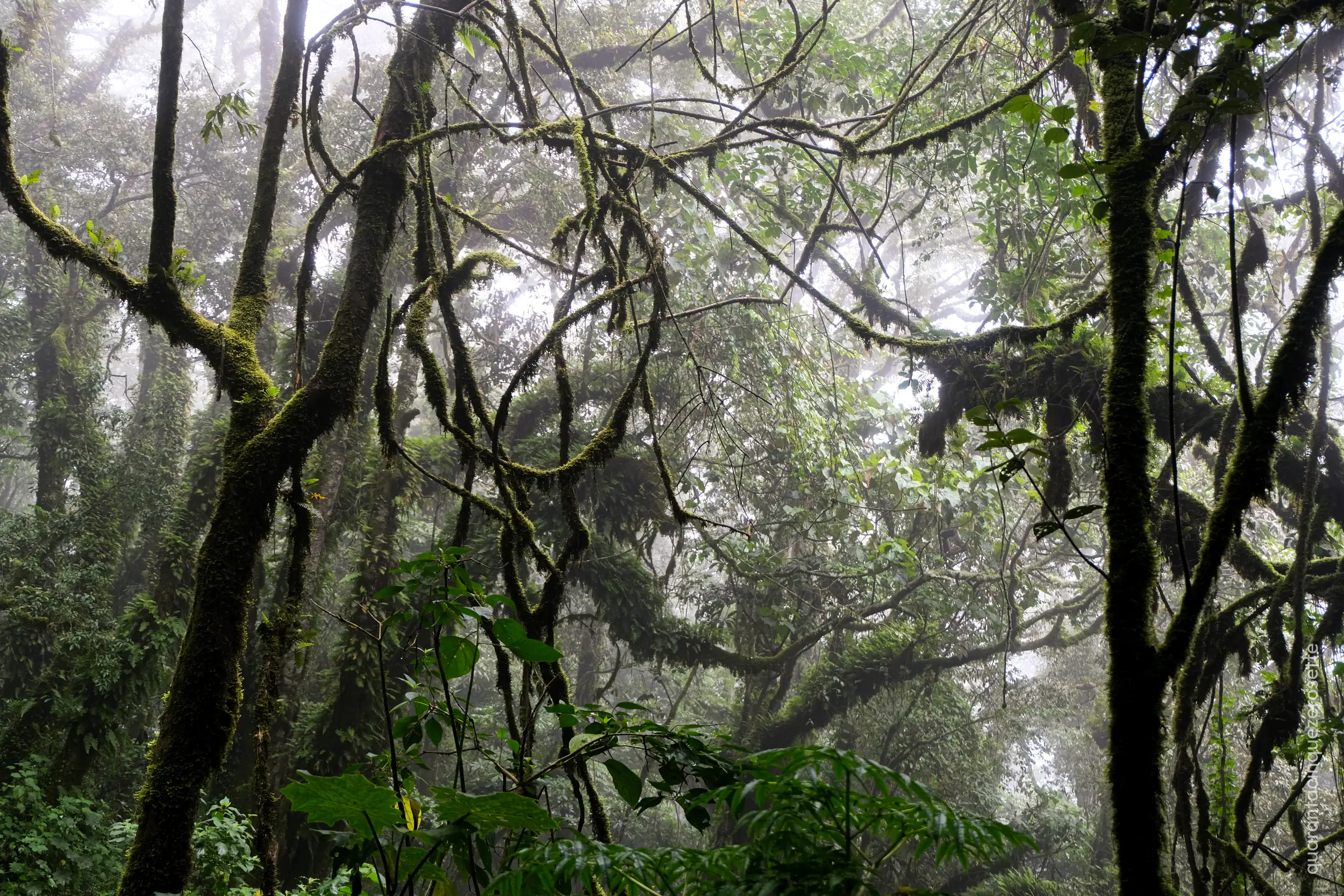 Foresta Nebulare, Acatenango