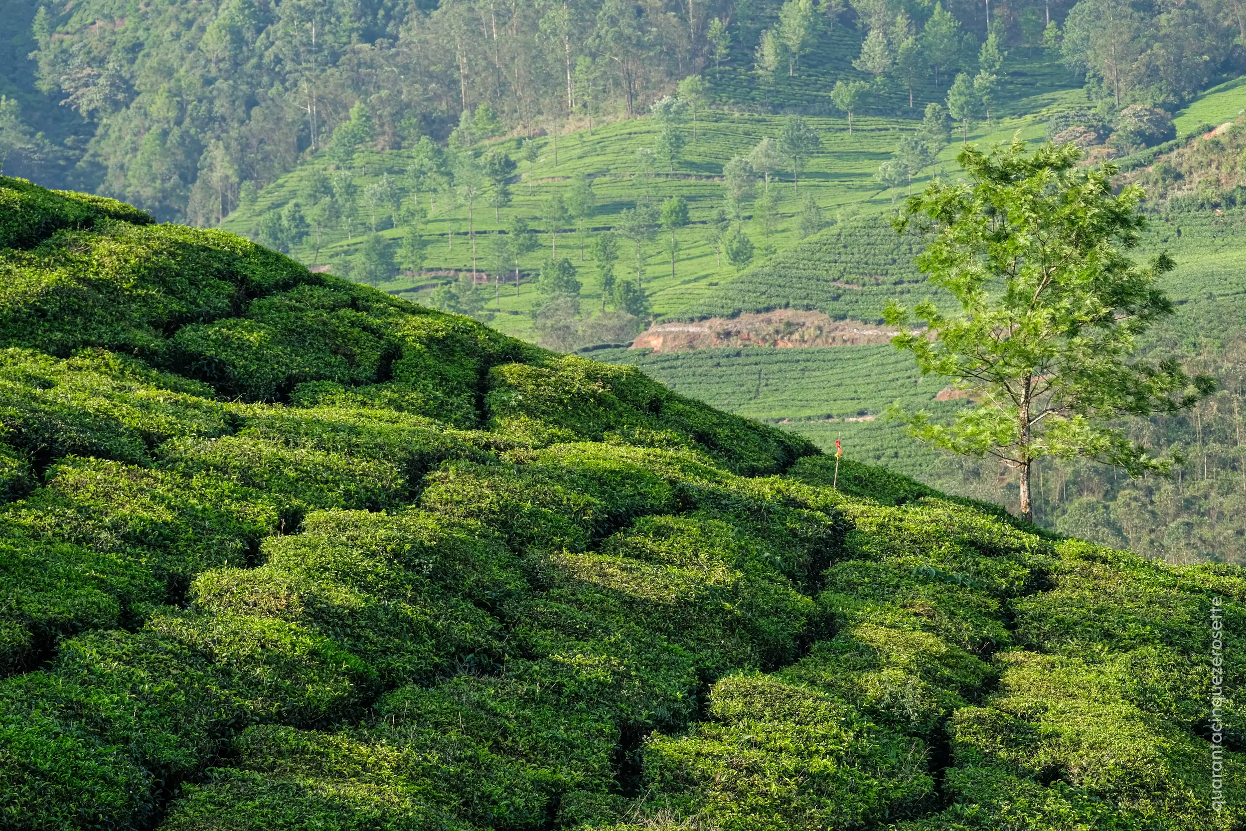 Munnar