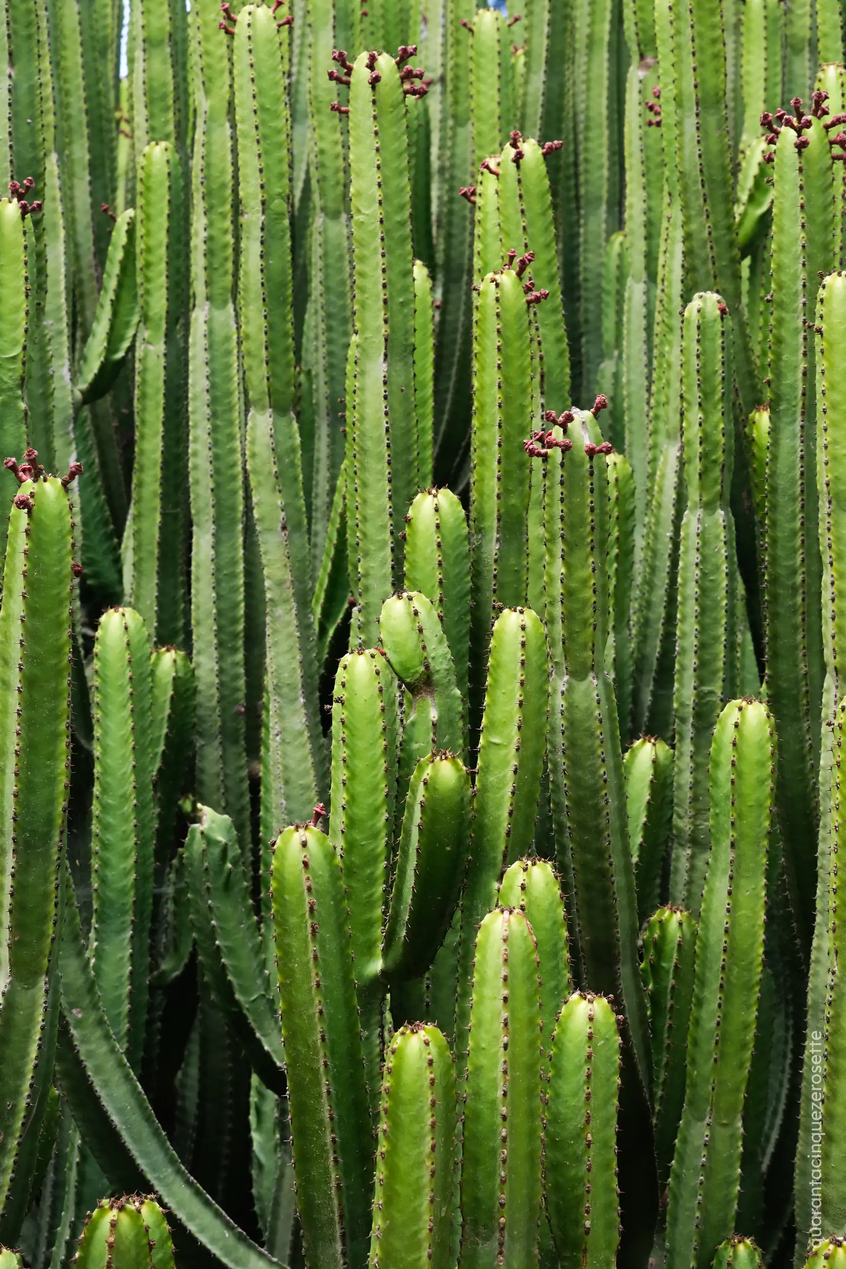 Da qualche parte lungo le Dingli Cliffs