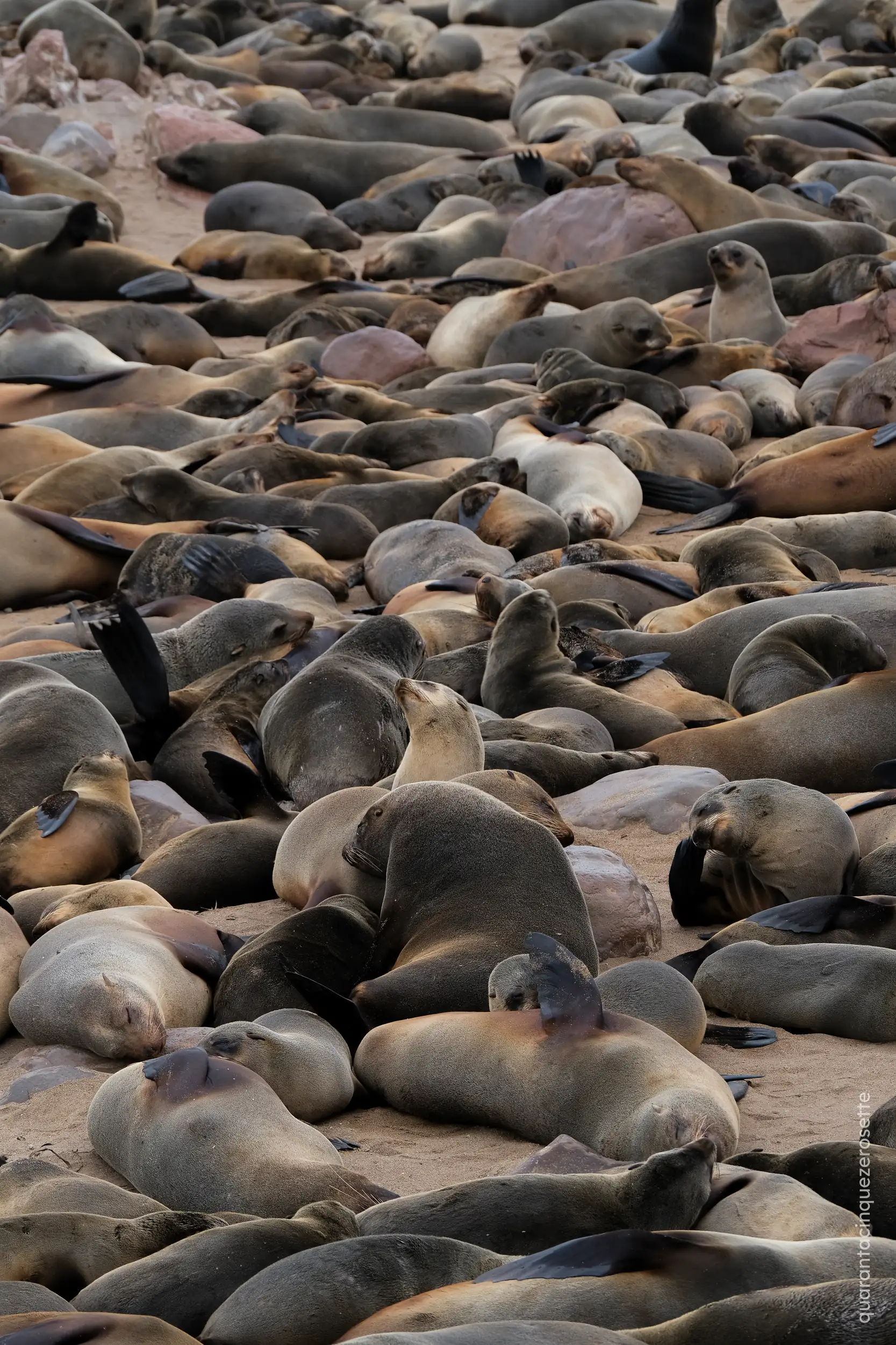 Cape Cross, Skeleton Coast