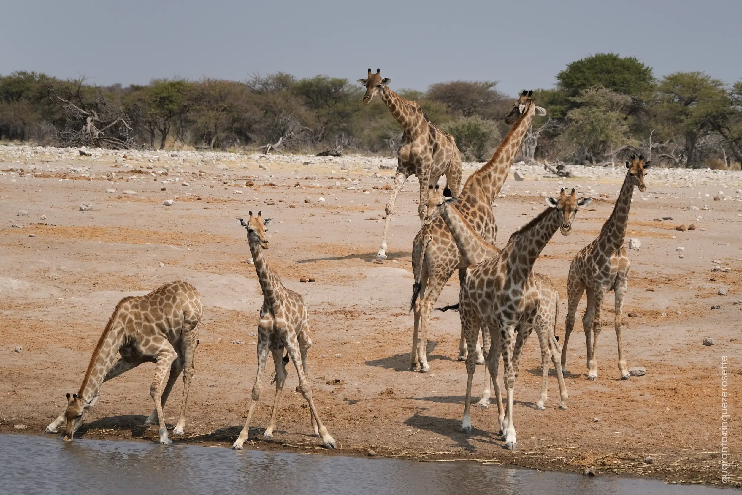 Etosha National Park