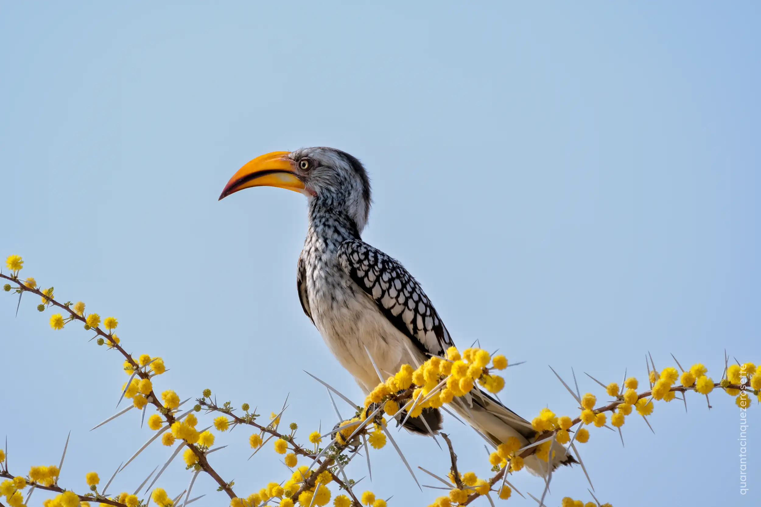 Etosha National Park