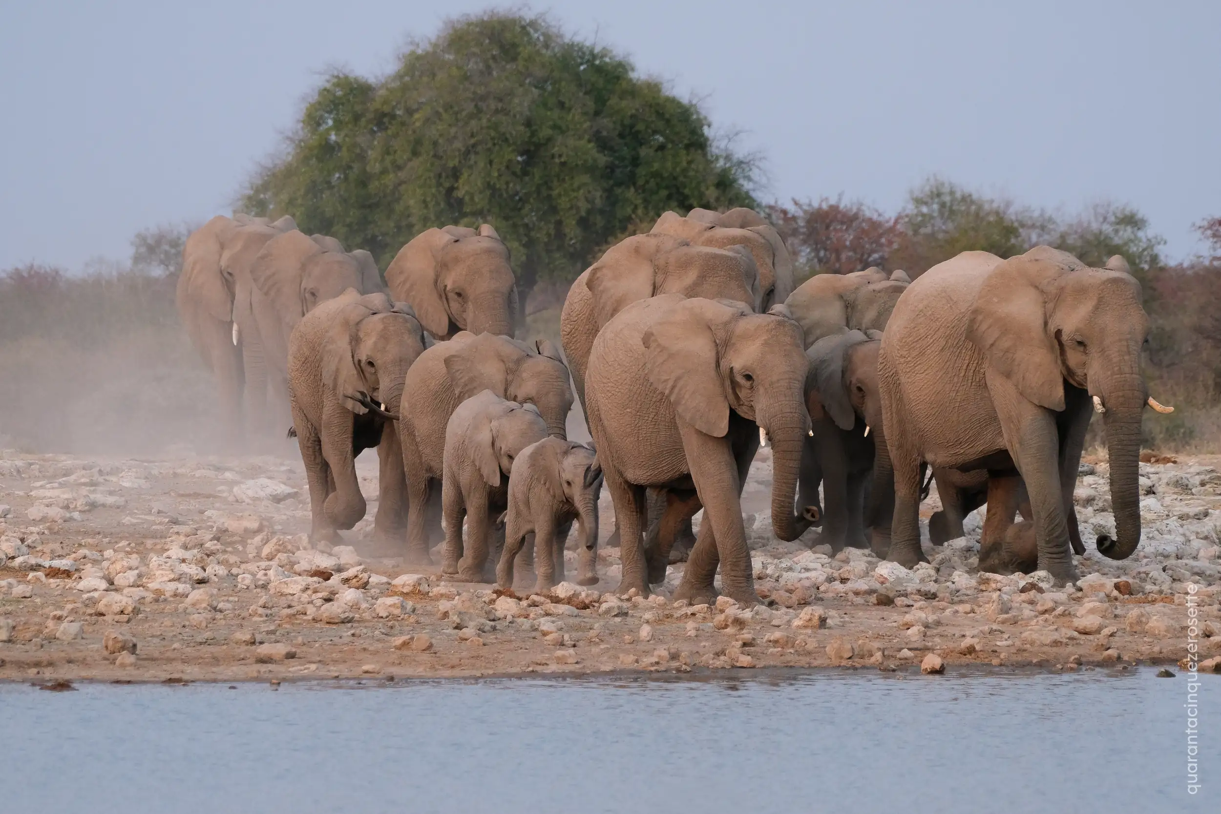 Etosha National Park