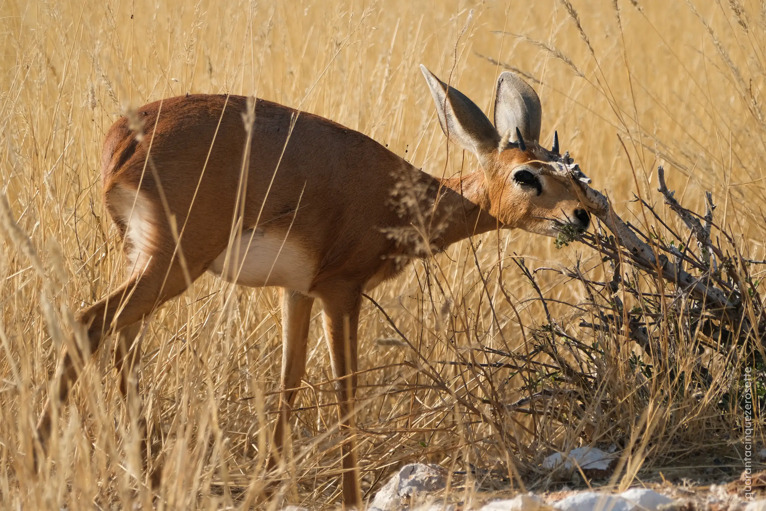 Etosha National Park