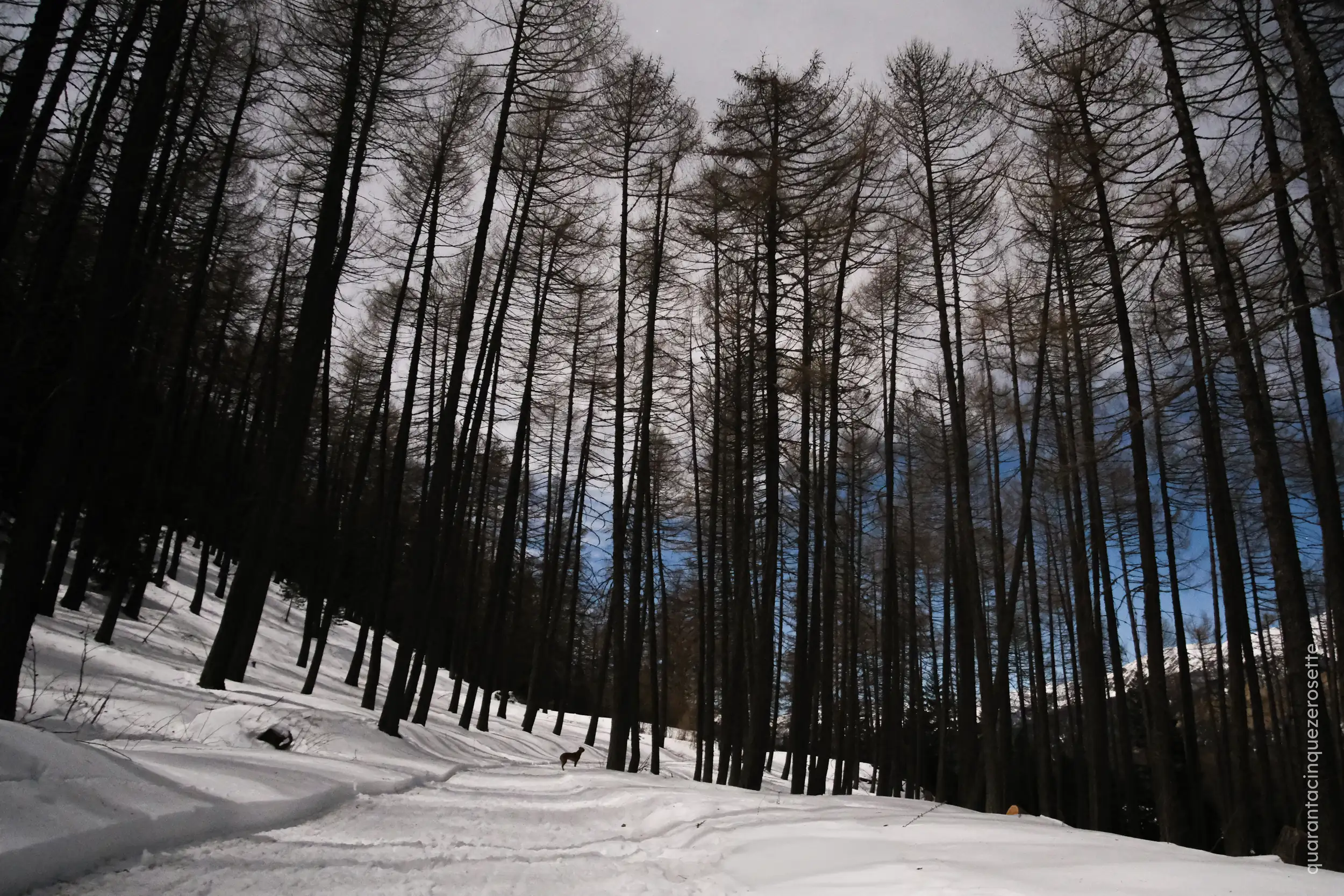Gran Bosco di Salbeltrand