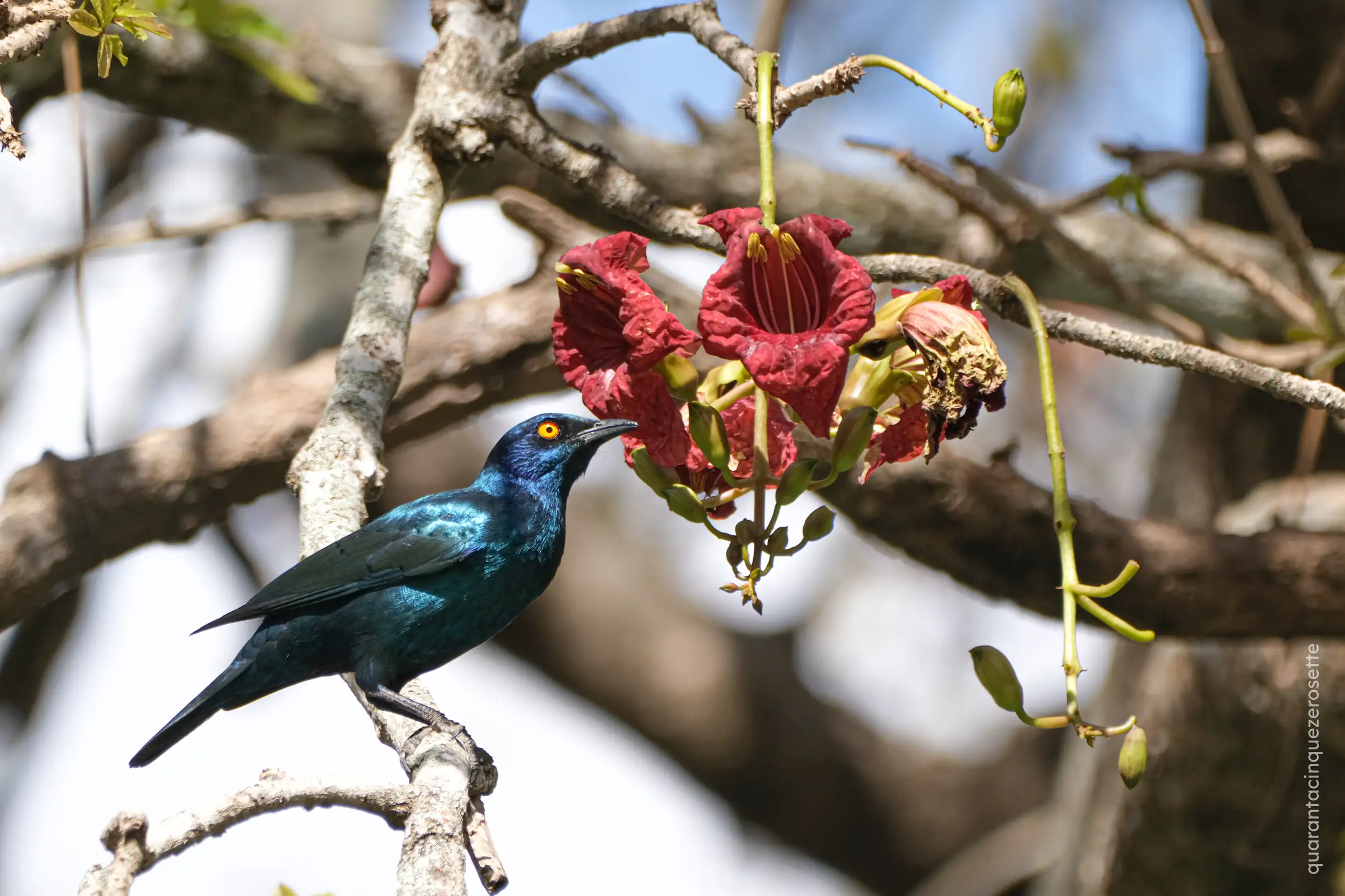 Kruger National Park