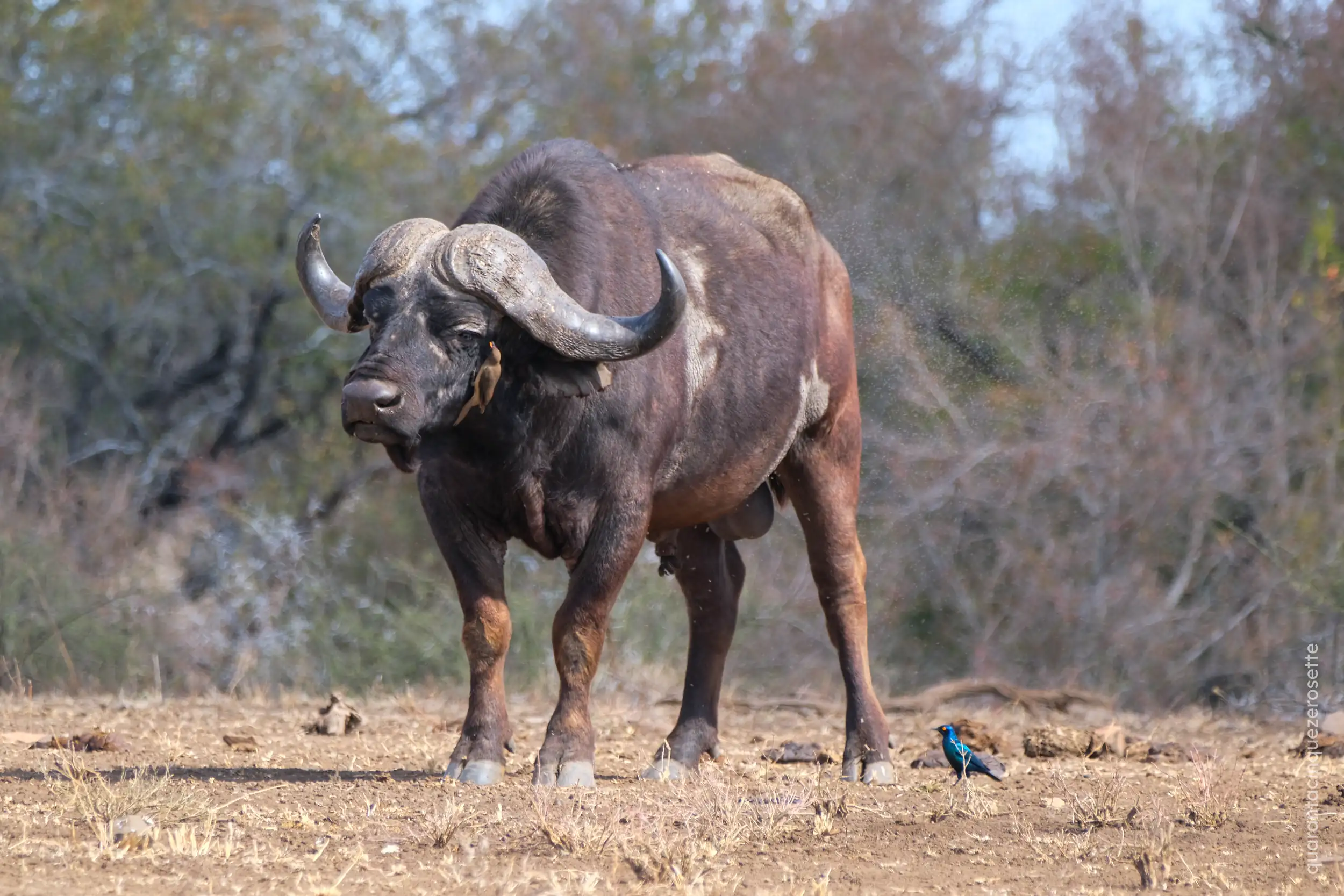 Kruger National Park