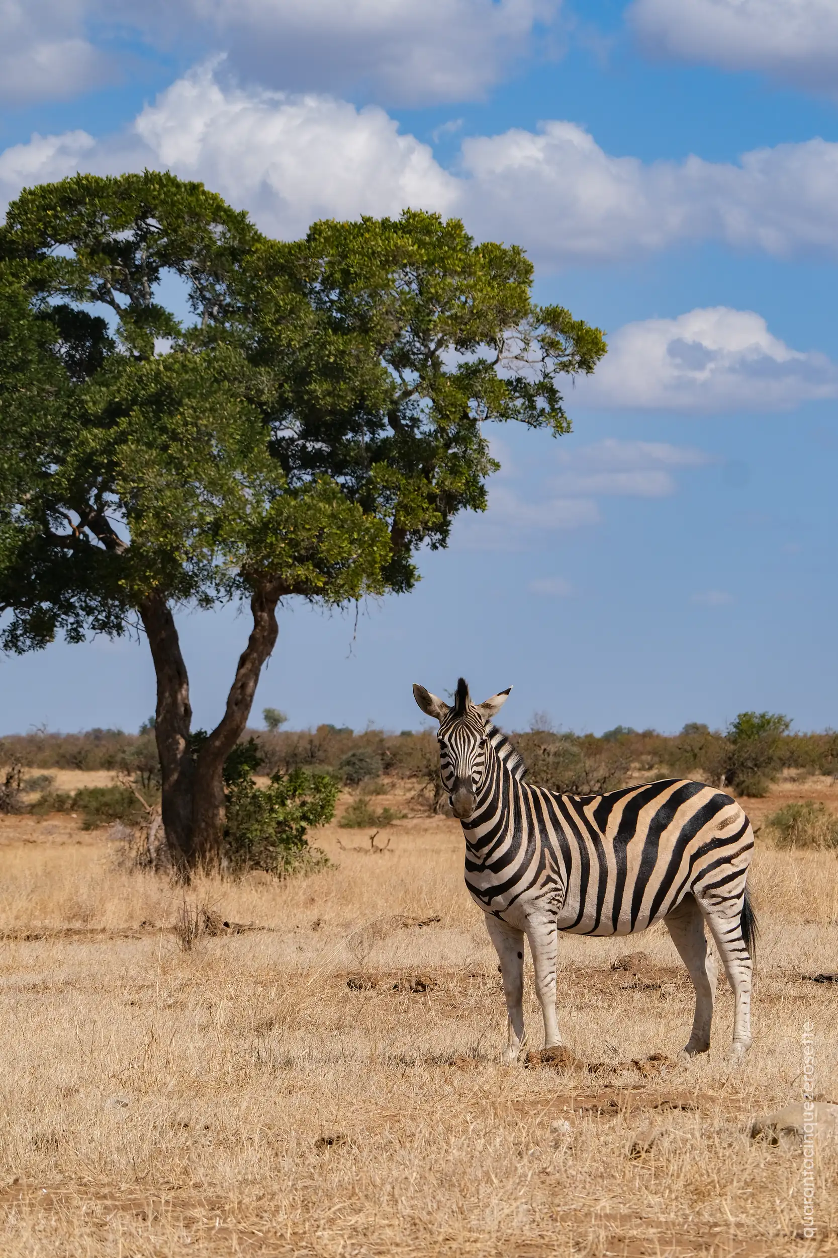Kruger National Park