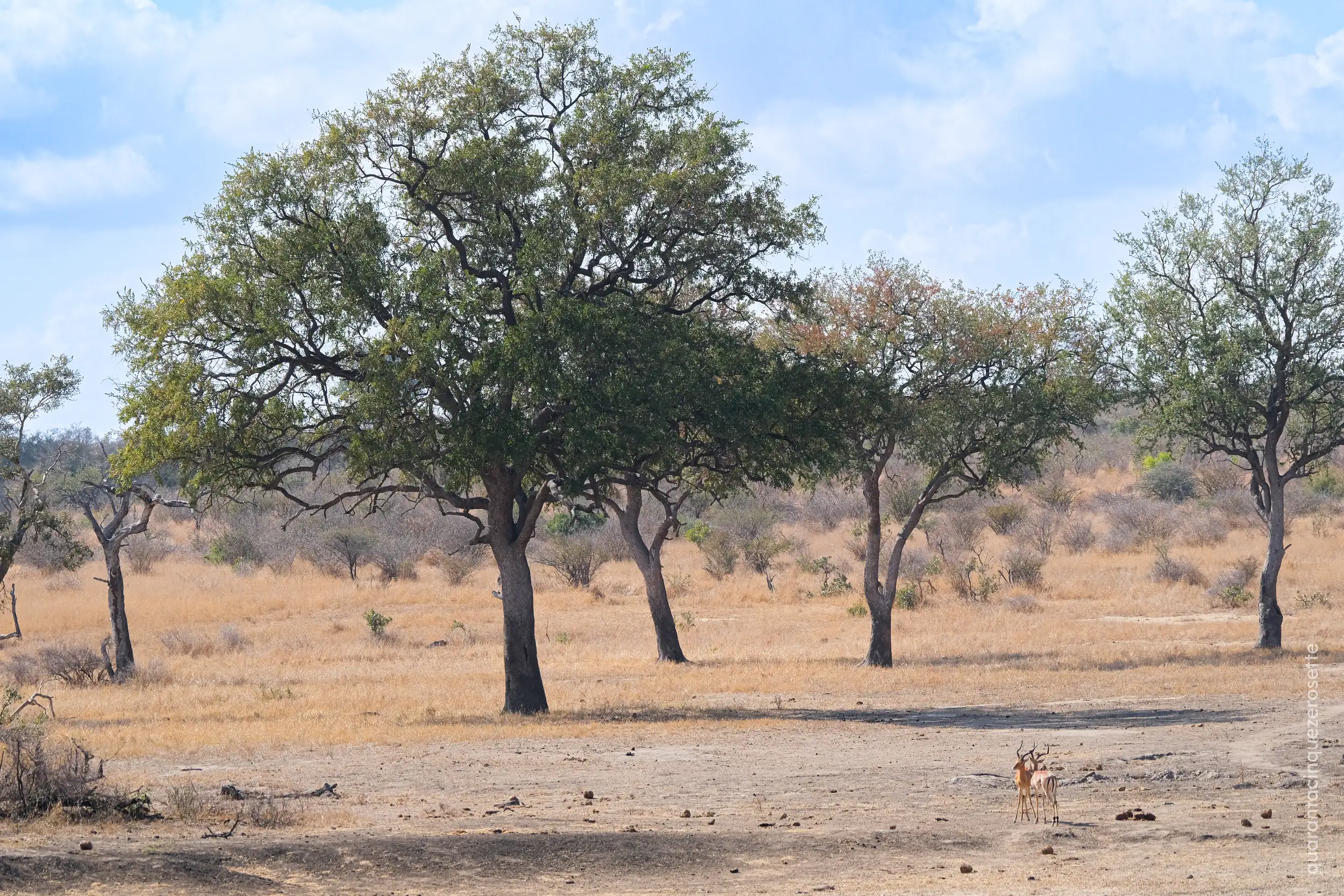Kruger National Park