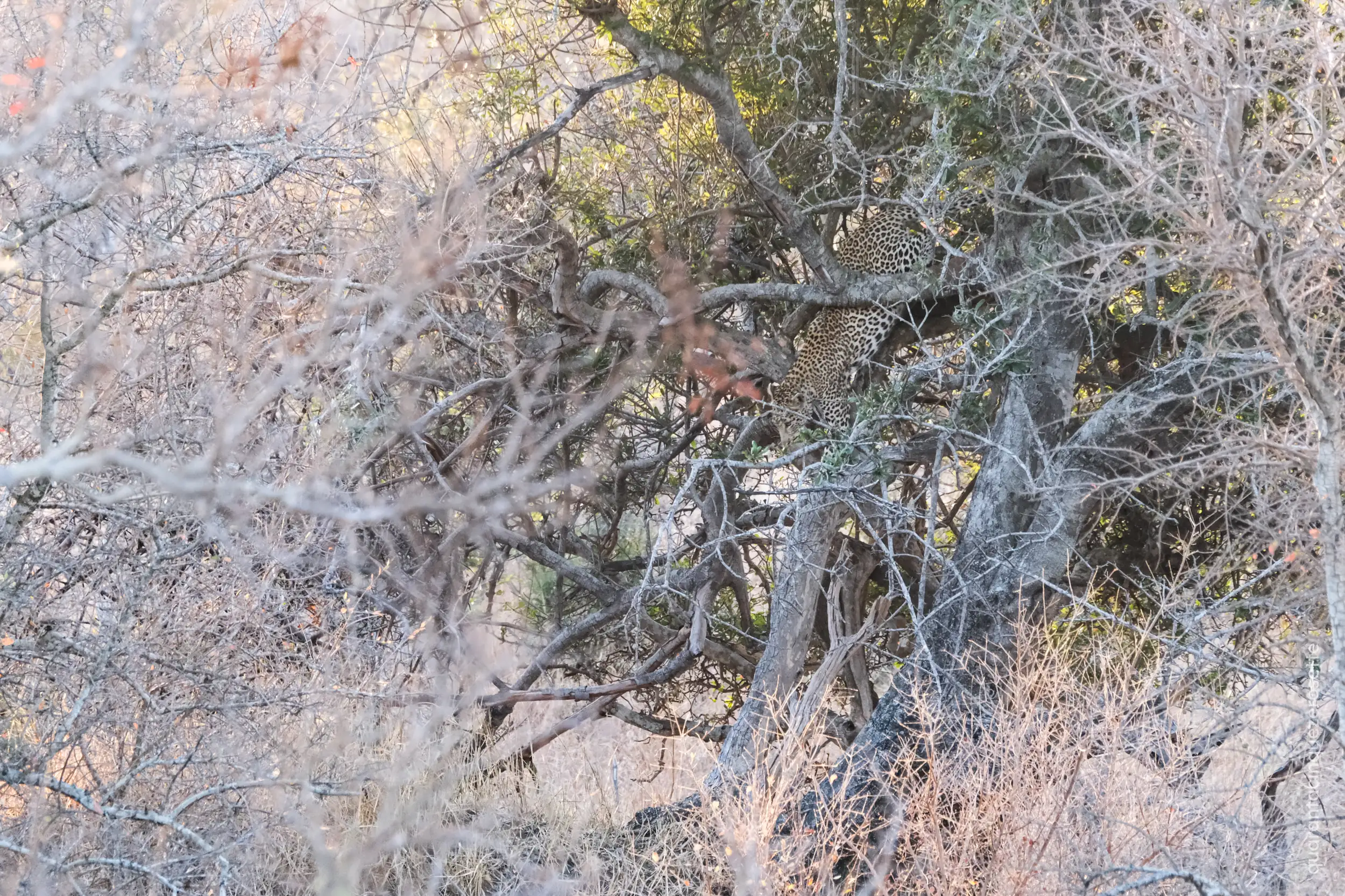 Timbawati River, Kruger National Park