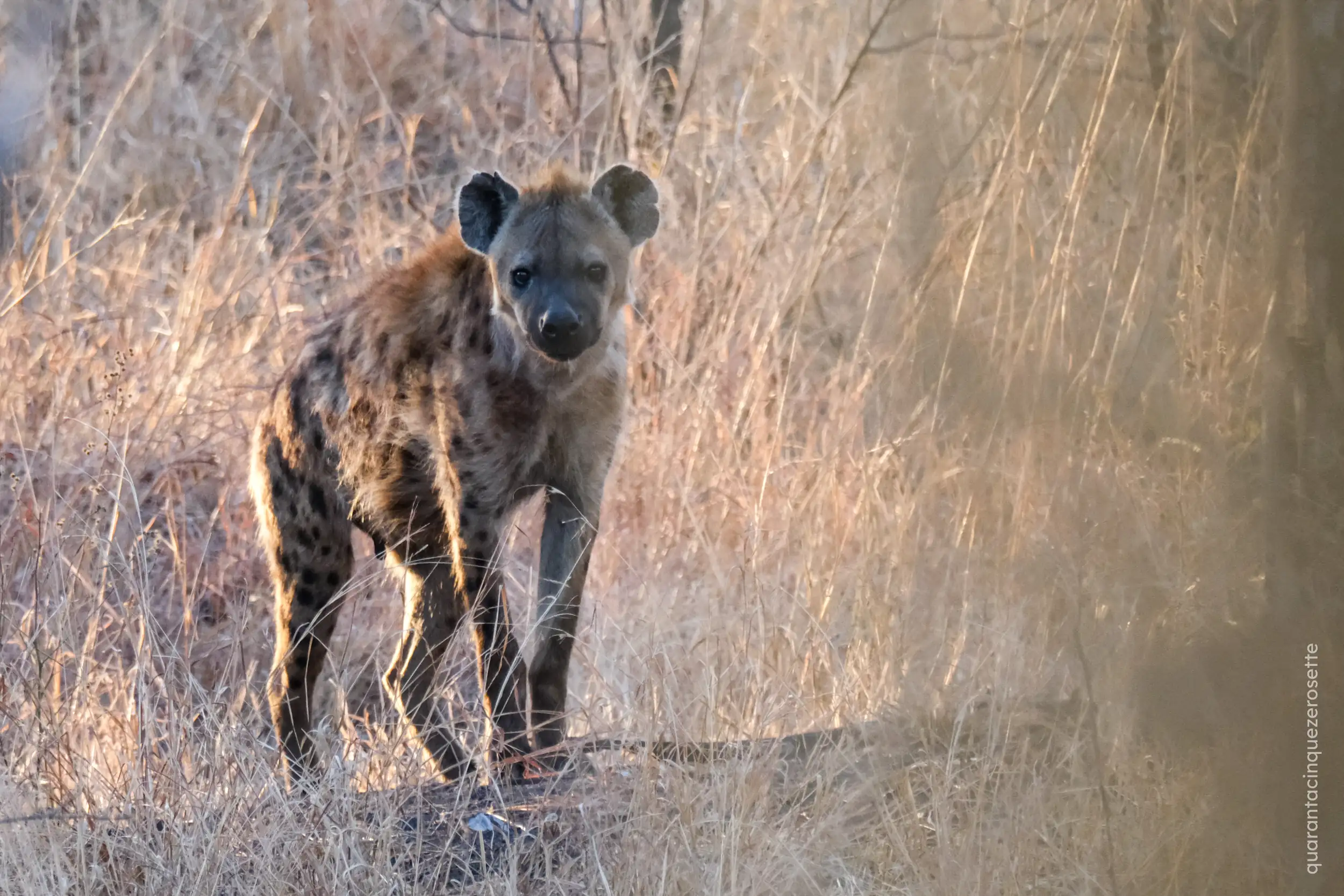 Timbawati River, Kruger National Park
